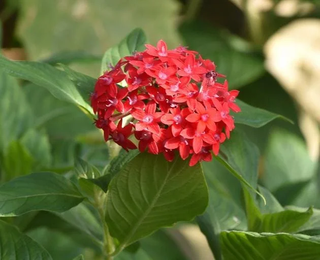 Pentas Pink Profusion Live Plant – Pack of 2 – 5-9" Tall – Egyptian Starcluster – Outdoor Flower - Image 2
