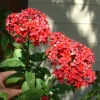 Pentas Pink Profusion Live Plant – Pack of 2 – 5-9" Tall – Egyptian Starcluster – Outdoor Flower - Image 1