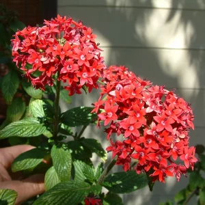 Pentas Pink Profusion Live Plant – Pack of 2 – 5-9" Tall – Egyptian Starcluster – Outdoor Flower - Image 1