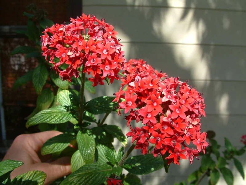 Pentas Pink Profusion Live Plant – Pack of 2 – 5-9" Tall – Egyptian Starcluster – Outdoor Flower - Image 1