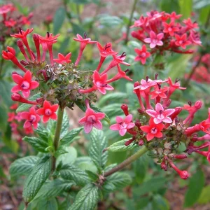 Pentas Pink Profusion Live Plant – Pack of 2 – 5-9