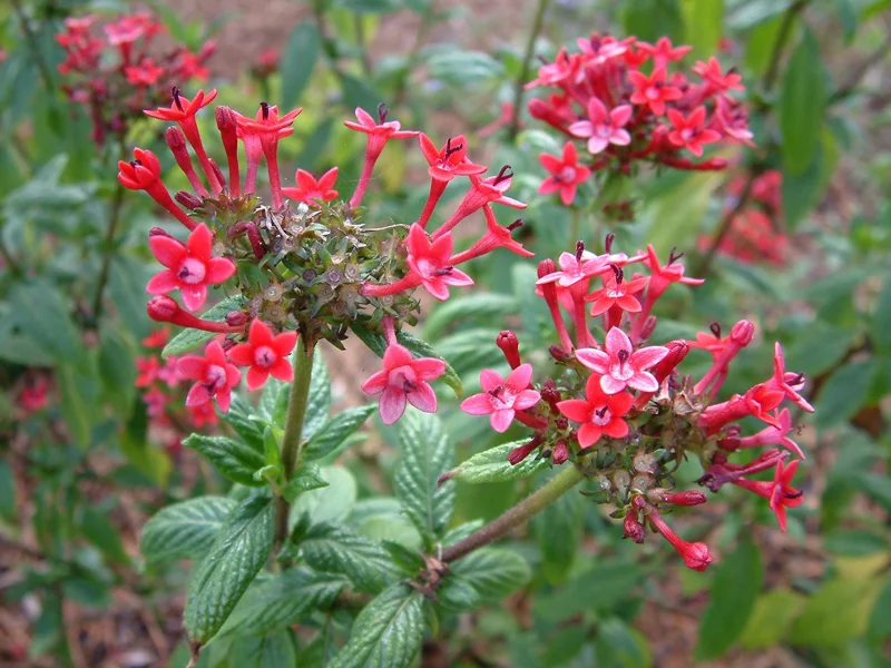 Pentas Pink Profusion Live Plant – Pack of 2 – 5-9" Tall – Egyptian Starcluster – Outdoor Flower - Image 3