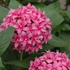 Pentas Starburst Live Plants, 2-Pack, 5-9" Tall, Bicolor Pink & White Flowers, Pollinator Magnet - Image 1