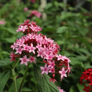Pentas Starburst Live Plants, 2-Pack, 5-9