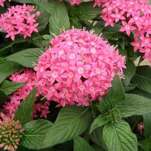 Pentas Starburst Live Plants, 2-Pack, 5-9