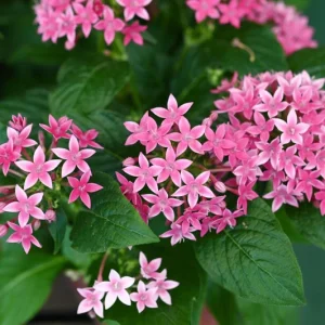 Pentas Starburst Live Plants, 2-Pack, 5-9