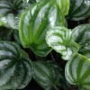 Peperomia Ecuador Watermelon Live Plant – 4 inch Growing Pot – Indoor Foliage - Image 1