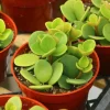 Peperomia Hope Live Plant – Trailing Indoor Plant – 4 Inch Pot – Pet-Friendly - Image 1