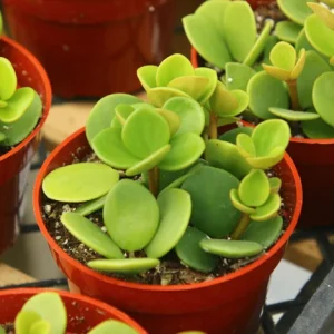 Peperomia Hope Live Plant – Trailing Indoor Plant – 4 Inch Pot – Pet-Friendly - Image 1