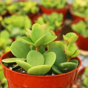 Peperomia Hope Live Plant – Trailing Indoor Plant – 4 Inch Pot – Pet-Friendly - Image 2