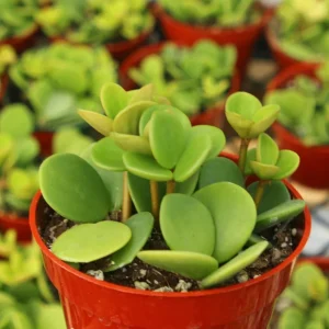Peperomia Hope Live Plant – Trailing Indoor Plant – 4 Inch Pot – Pet-Friendly - Image 3