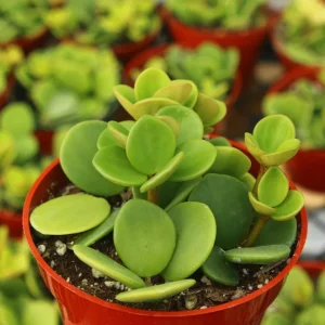 Peperomia Hope Live Plant – Trailing Indoor Plant – 4 Inch Pot – Pet-Friendly - Image 4