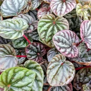 Peperomia Luna Red Live Plant – 4" Growing Pot – Indoor Houseplant - Image 2