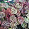 Peperomia Luna Red Live Plant – 4" Growing Pot – Indoor Houseplant - Image 1