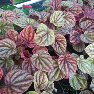 Peperomia Luna Red Live Plant – 4" Growing Pot – Indoor Houseplant - Image 1