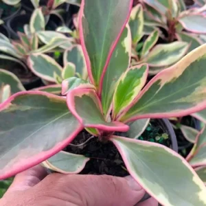 Peperomia Rainbow Ginny Live Plant – 4 inch Growing Pot – Indoor Foliage - Image 2
