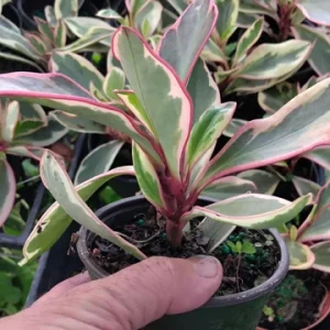 Peperomia Rainbow Ginny Live Plant – 4 inch Growing Pot – Indoor Foliage - Image 3