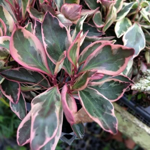 Peperomia Rainbow Ginny Live Plant – 4 inch Growing Pot – Indoor Foliage - Image 1