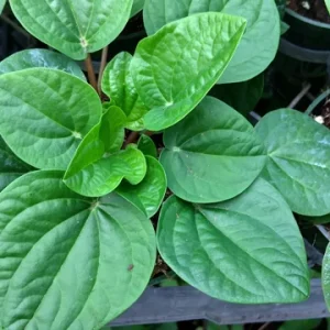 Peperomia Rana Verde Live Plant – 4 inch Growing Pot – Indoor Houseplant - Image 1