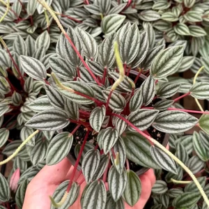 Peperomia Rosso Live Plant - Houseplant in 4 Inch Pot - Tropical Foliage - Image 2