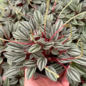Peperomia Rosso Live Plant - Houseplant in 4 Inch Pot - Tropical Foliage - Image 3