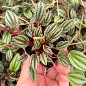 Peperomia Rosso Live Plant - Houseplant in 4 Inch Pot - Tropical Foliage - Image 4