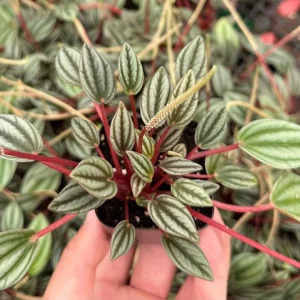 Peperomia Rosso Live Plant - Houseplant in 4 Inch Pot - Tropical Foliage - Image 5