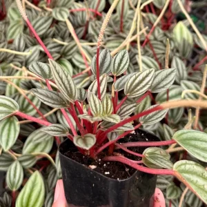 Peperomia Rosso Live Plant - Houseplant in 4 Inch Pot - Tropical Foliage - Image 6