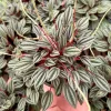 Peperomia Rosso Live Plant - Houseplant in 4 Inch Pot - Tropical Foliage - Image 1