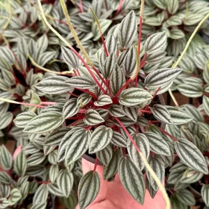 Peperomia Rosso Live Plant - Houseplant in 4 Inch Pot - Tropical Foliage - Image 1