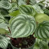 Peperomia Watermelon Live Houseplant, Peperomia Argyreia, 4 Inch Pot, Indoor - Image 1