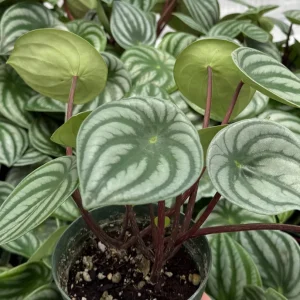 Peperomia Watermelon Live Houseplant, Peperomia Argyreia, 4 Inch Pot, Indoor - Image 2