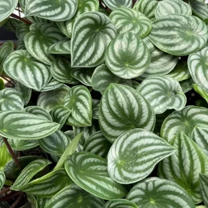 Peperomia Watermelon Live Houseplant, Peperomia Argyreia, 4 Inch Pot, Indoor - Image 3