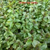 Peppermint Live Plant – 4 inch Pot – Aromatic Culinary Herb - Image 1