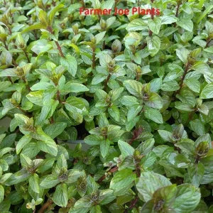Peppermint Live Plant – 4 inch Pot – Aromatic Culinary Herb - Image 1