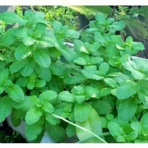 Peppermint Live Plant - Edible Aromatic Herb, Easy Care, Indoor/Outdoor, 7 inch - Image 2