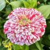Peppermint Stick Zinnia Seeds - 50+ Flower Elegans, Annual Outdoor - Image 1