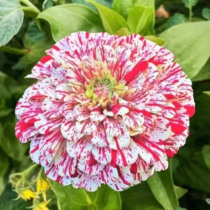 Peppermint Stick Zinnia Seeds - 50+ Flower Elegans, Annual Outdoor - Image 1