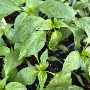 Pequin Chili Live Plants - Authentic Mexican Super Hot Pepper, Lot of 3, 6-10 inches - Image 2