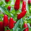 Pequin Chili Live Plants - Authentic Mexican Super Hot Pepper, Lot of 3, 6-10 inches - Image 1