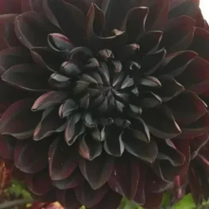 Perennial Dahlia Flower Seeds - 20 Count, Easy Grow, Vibrant Blooms - Image 2