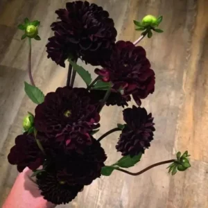 Perennial Dahlia Flower Seeds - 20 Count, Easy Grow, Vibrant Blooms - Image 3