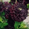 Perennial Dahlia Flower Seeds - 20 Count, Easy Grow, Vibrant Blooms - Image 1