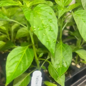 Peter Pepper Live Plant - 3 Pack Hot Yellow Chili Peppers | Organic - Image 2