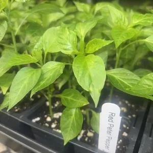 Peter Pepper Live Plants - 3 Pack Hot Red Chili Peppers, Unique Variety, 18-24 in Tall - Image 2