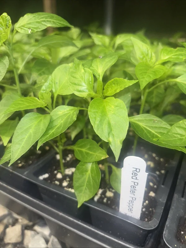 Peter Pepper Live Plants - 3 Pack Hot Red Chili Peppers, Unique Variety, 18-24 in Tall - Image 2