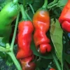 Peter Pepper Live Plants - 3 Pack Hot Red Chili Peppers, Unique Variety, 18-24 in Tall - Image 1