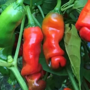 Peter Pepper Live Plants - 3 Pack Hot Red Chili Peppers, Unique Variety, 18-24 in Tall - Image 1
