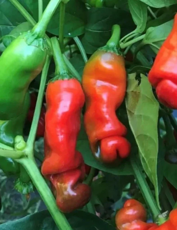 Peter Pepper Live Plants - 3 Pack Hot Red Chili Peppers, Unique Variety, 18-24 in Tall - Image 1