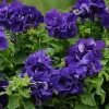 Petunia Live Plant Starter Plants - Vibrant Flowering Annuals for Outdoor Gardens - Image 1